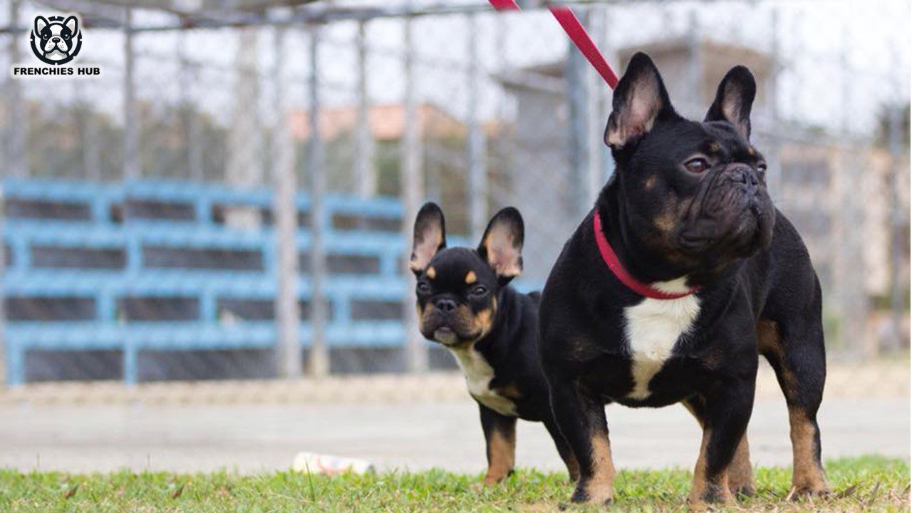 Explore the Contrast of Black and Tan French Bulldogs