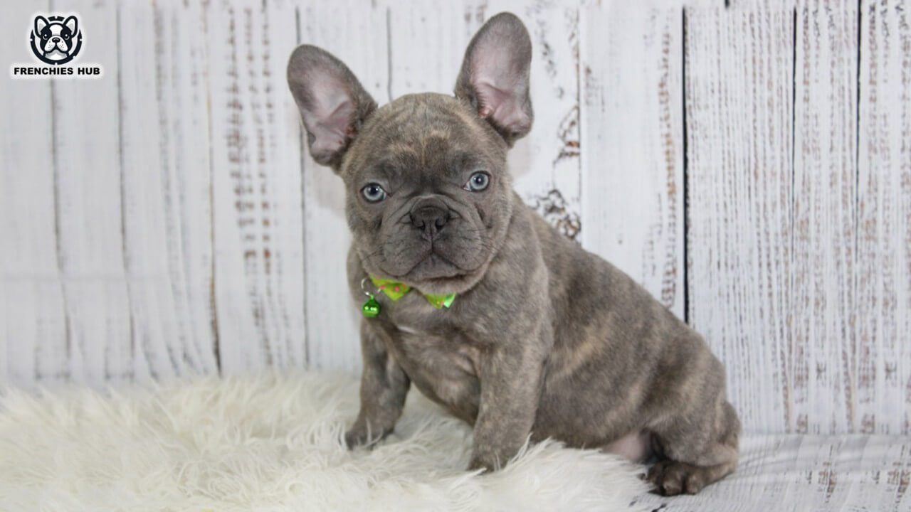 The Unique Charm of the Blue Brindle French Bulldog