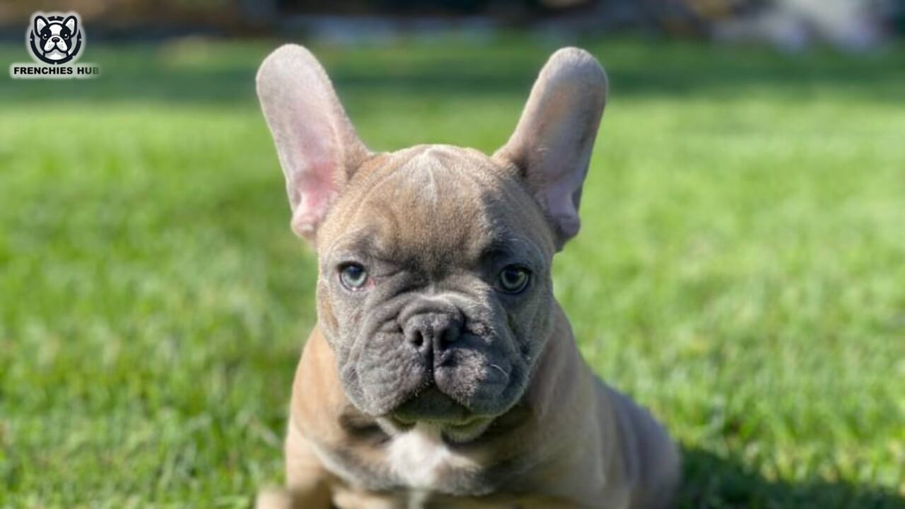 The Rising Popularity of Blue Fawn French Bulldogs Worldwide