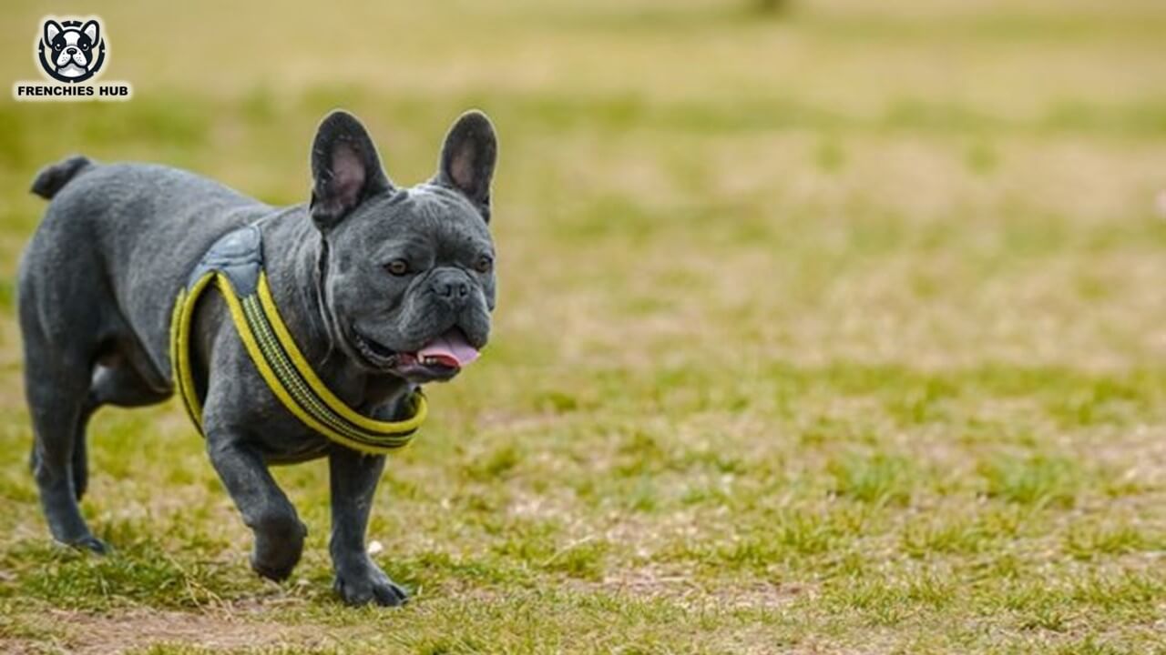 Blue French Bulldog