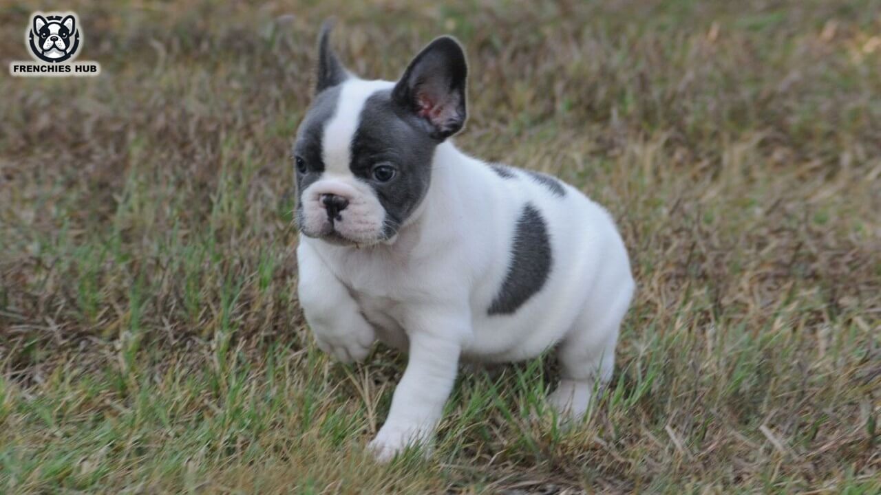 Exploring the World of Blue Pied French Bulldogs