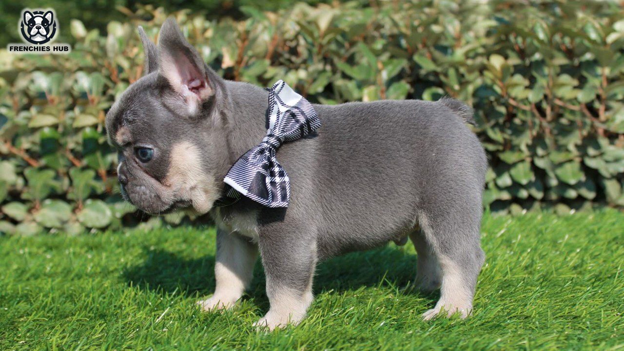 Dive Into the Beauty of Blue and Tan French Bulldogs