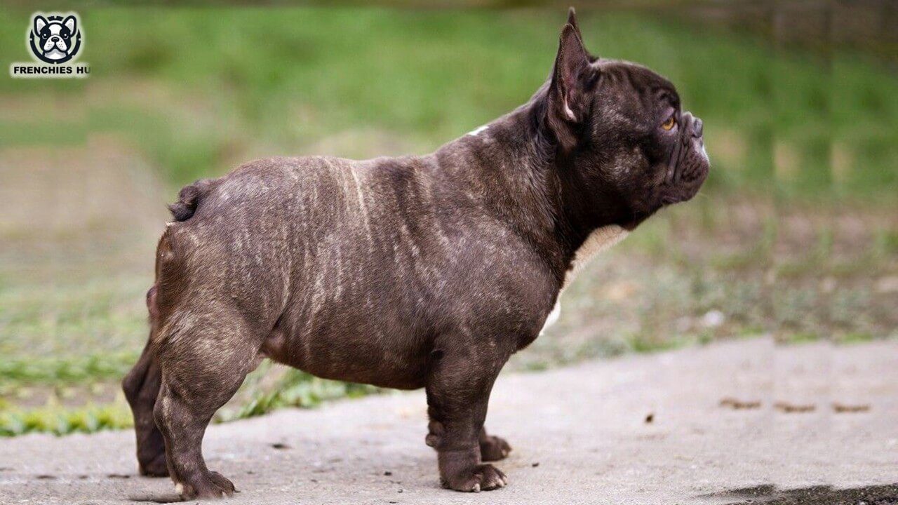 The Distinctive Charm of Chocolate Brindle French Bulldogs