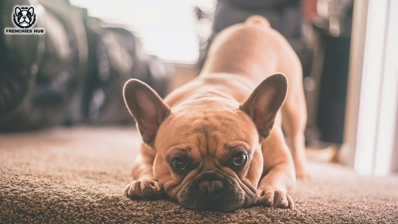 Early Signs of Back Problems in French Bulldogs: Key Behavioral Changes