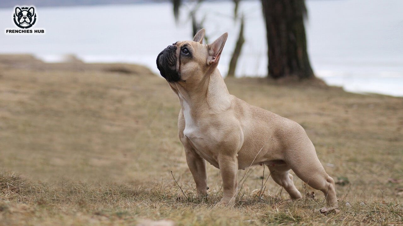 French Bulldog Skin Care Mastery: Preventing Allergies & Soothing Solutions