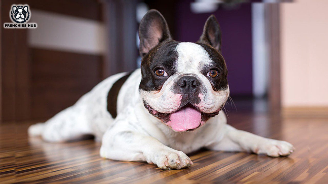 Frenchton Bulldogs - A Perfect Blend of Charm and Loyalty