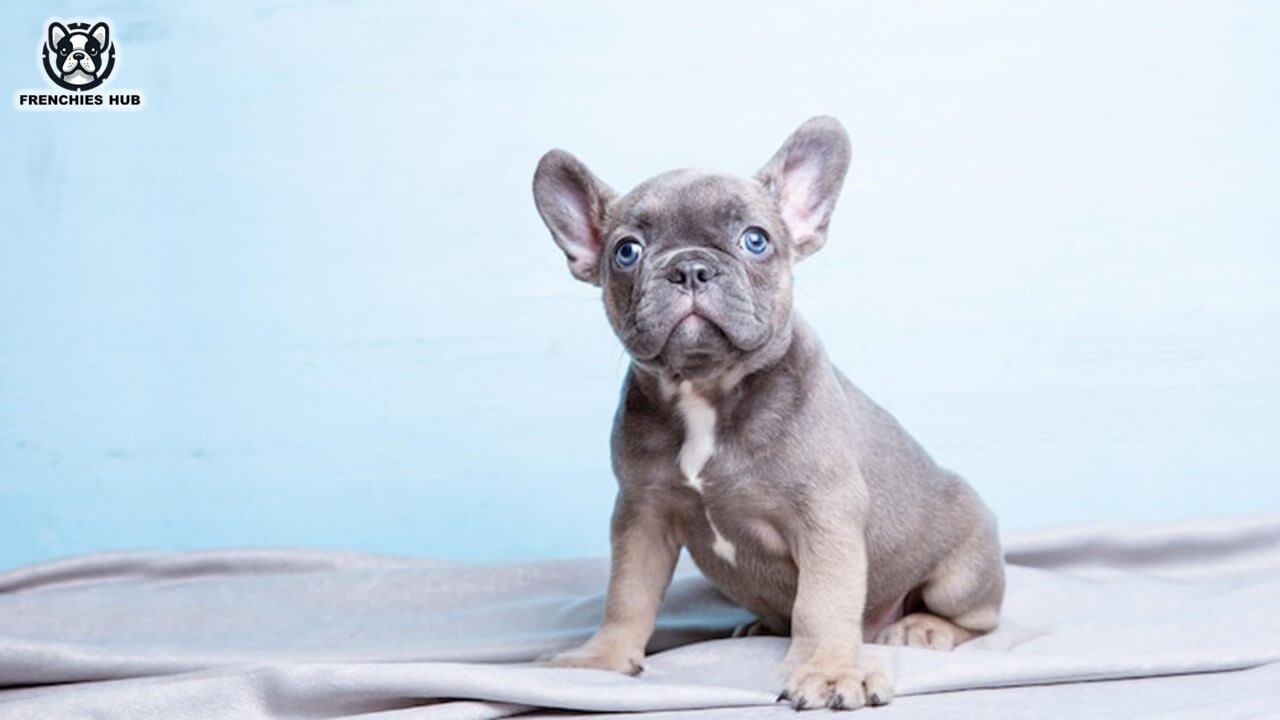 Meet the Lilac French Bulldog: Rare Beauty Uncovered