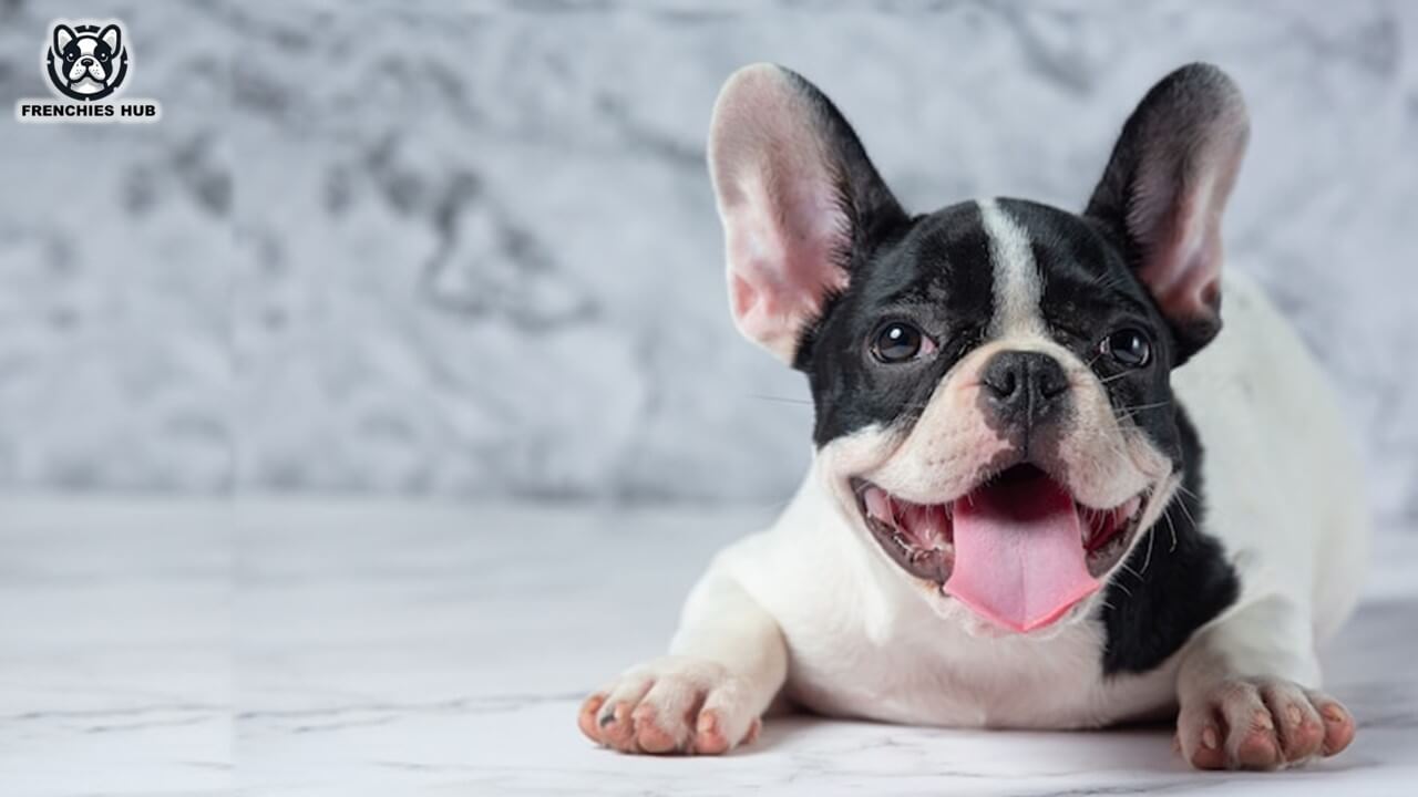 Pied French Bulldogs Features and Care Guide