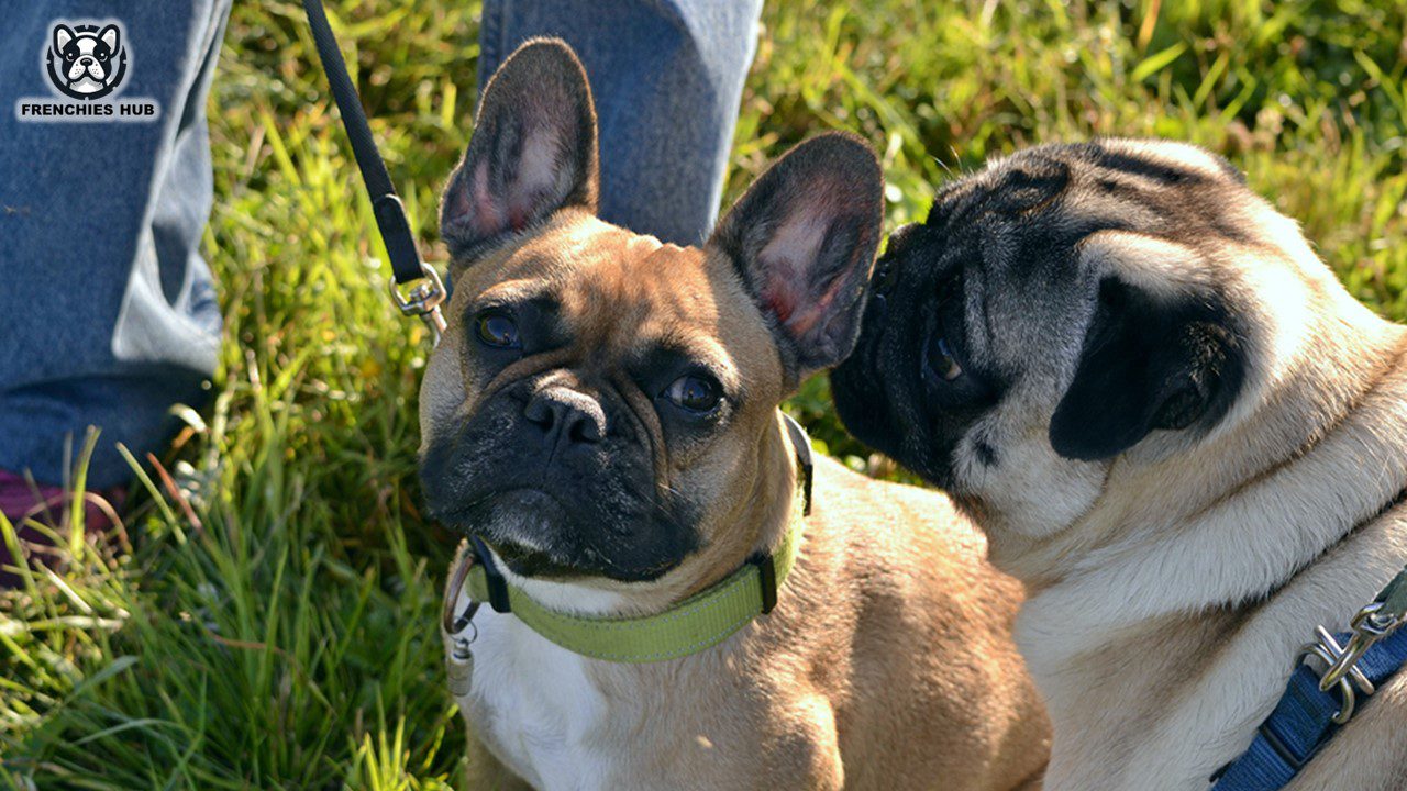 Discover Pug French Bulldog Mixes Perfect Blend of Playful Companions