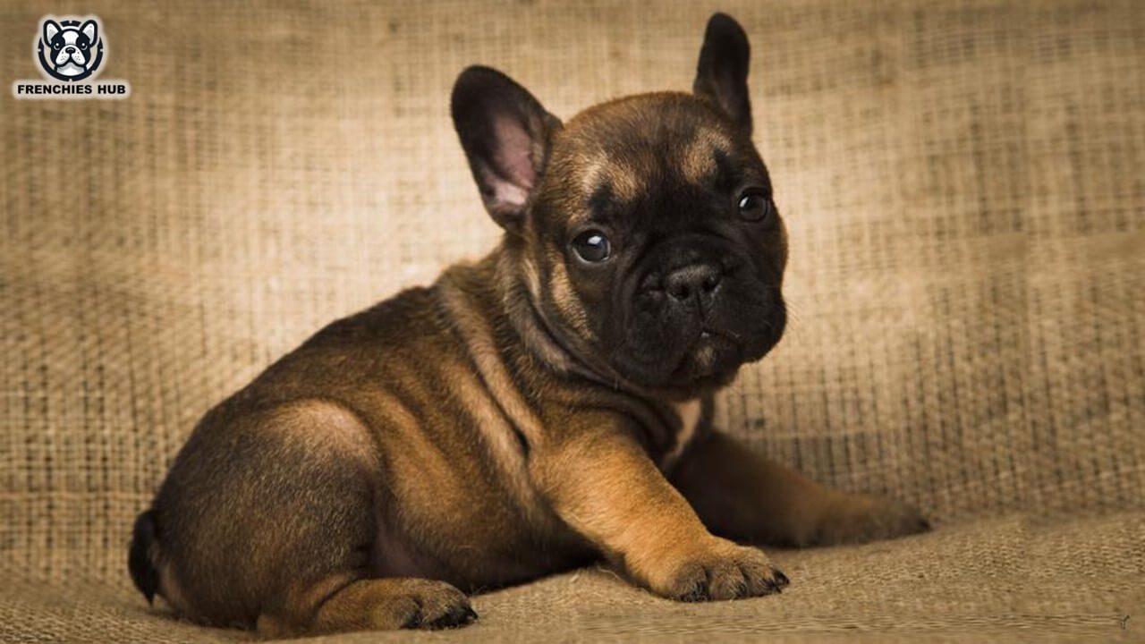 Sable French Bulldog