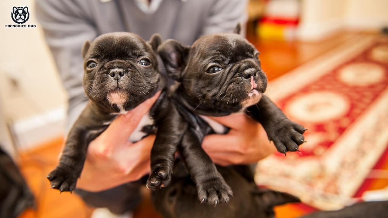 The Rich History of the French Bulldog Revealed