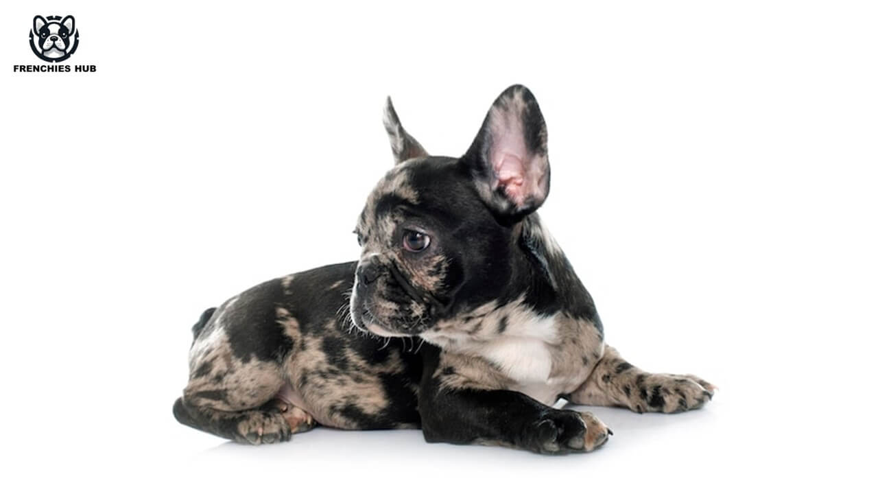 The Unique Charm of Blue Merle French Bulldog