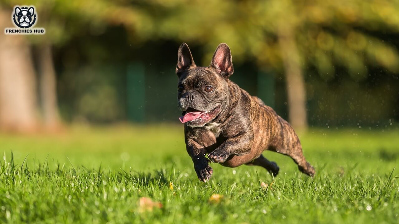 Training French Bulldogs: Effective Strategies and Methods for Positive Outcomes