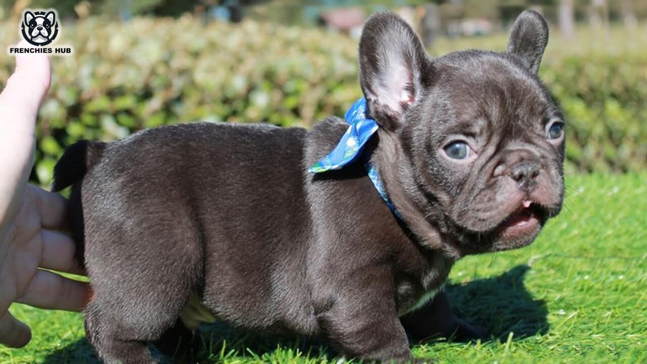 Uncover the Sweet Charm of Chocolate French Bulldogs