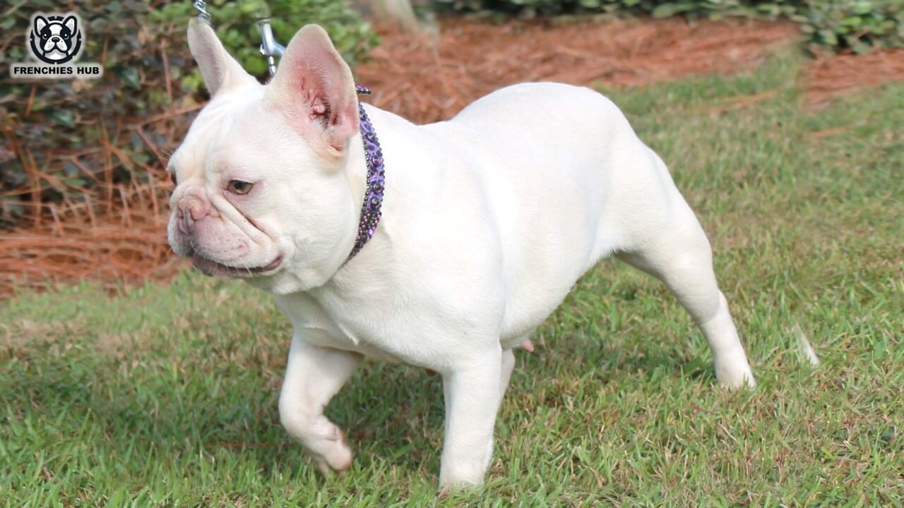 Meet the White French Bulldog: Key Traits and Care