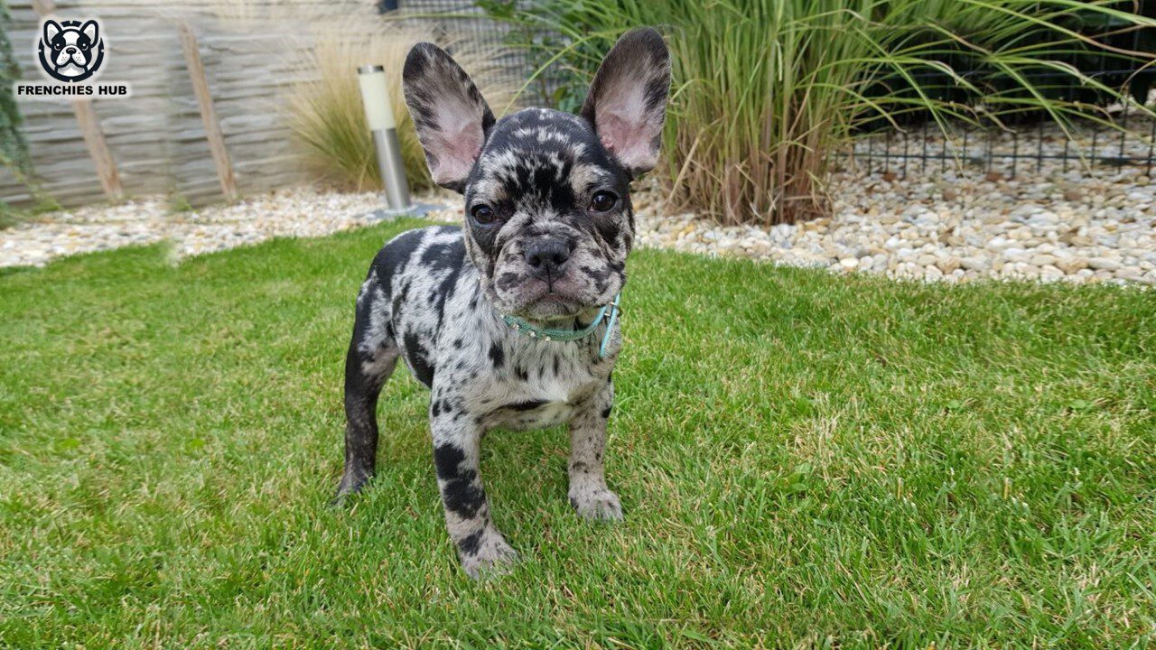 french bulldog black merle