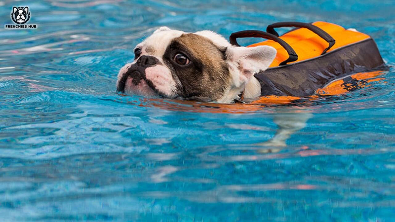 Can French Bulldogs Swim? Guide and Tips for Safely Enjoy The Water