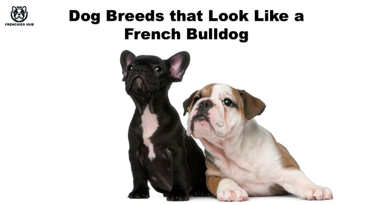 Dog Breeds that Look Like a French Bulldog