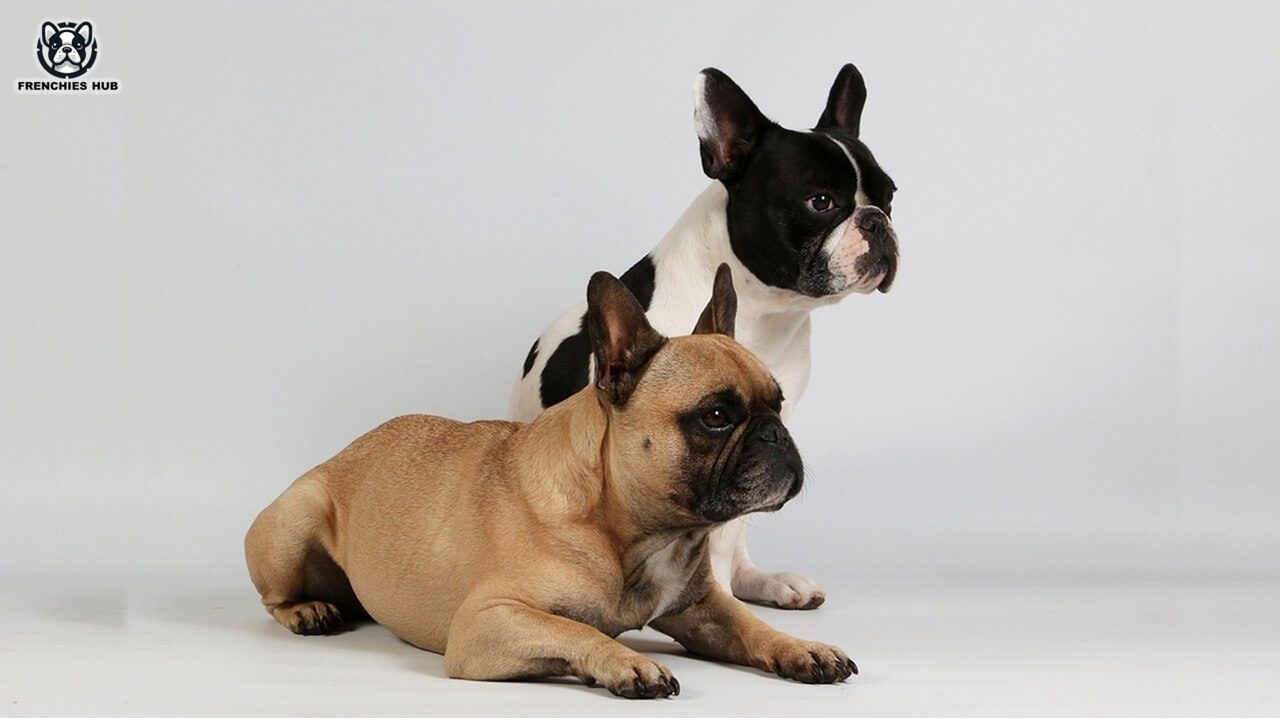 French Bulldog Lifespan: How Long Do French Bulldogs Live?