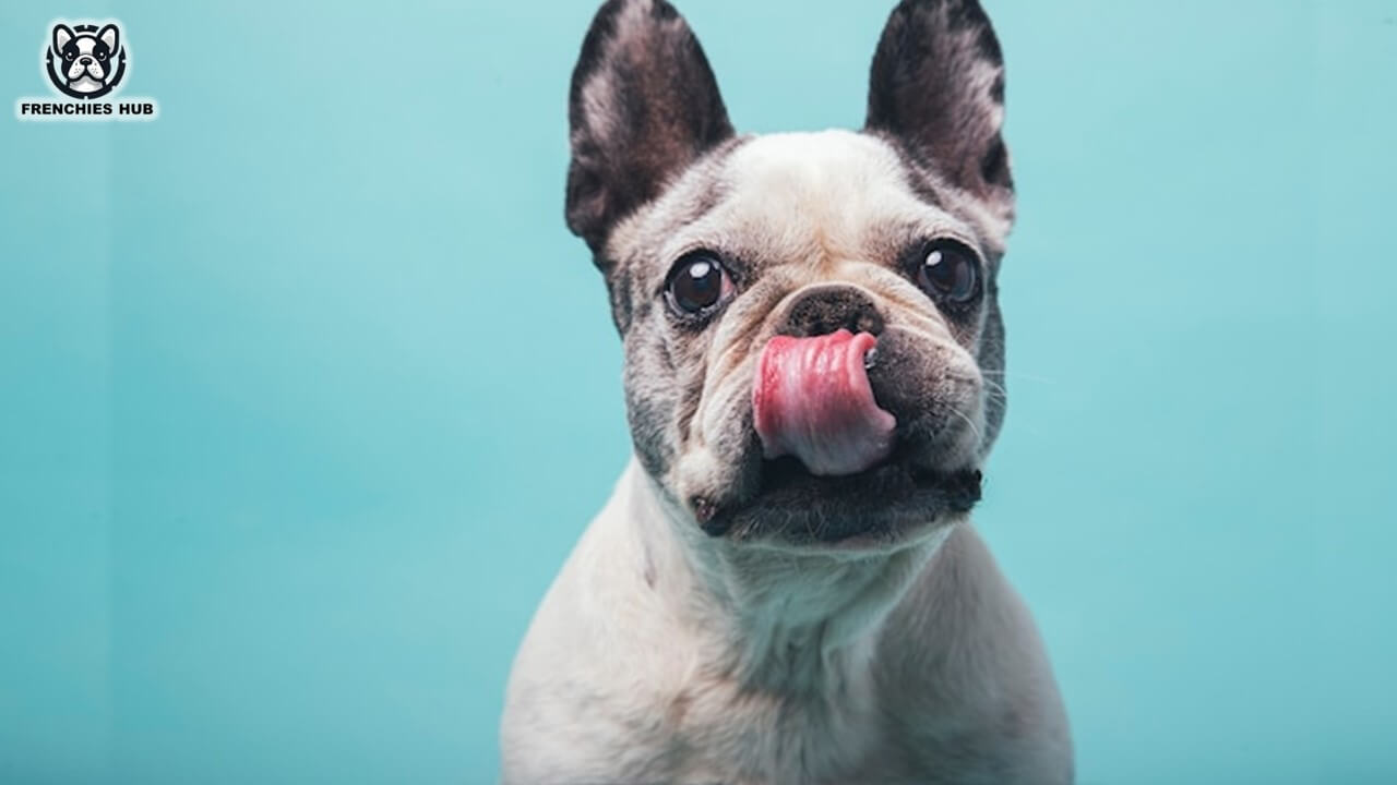 Why is the French Bulldog licking its lips?