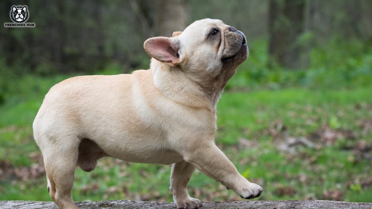 French Bulldogs Joints Care Guide