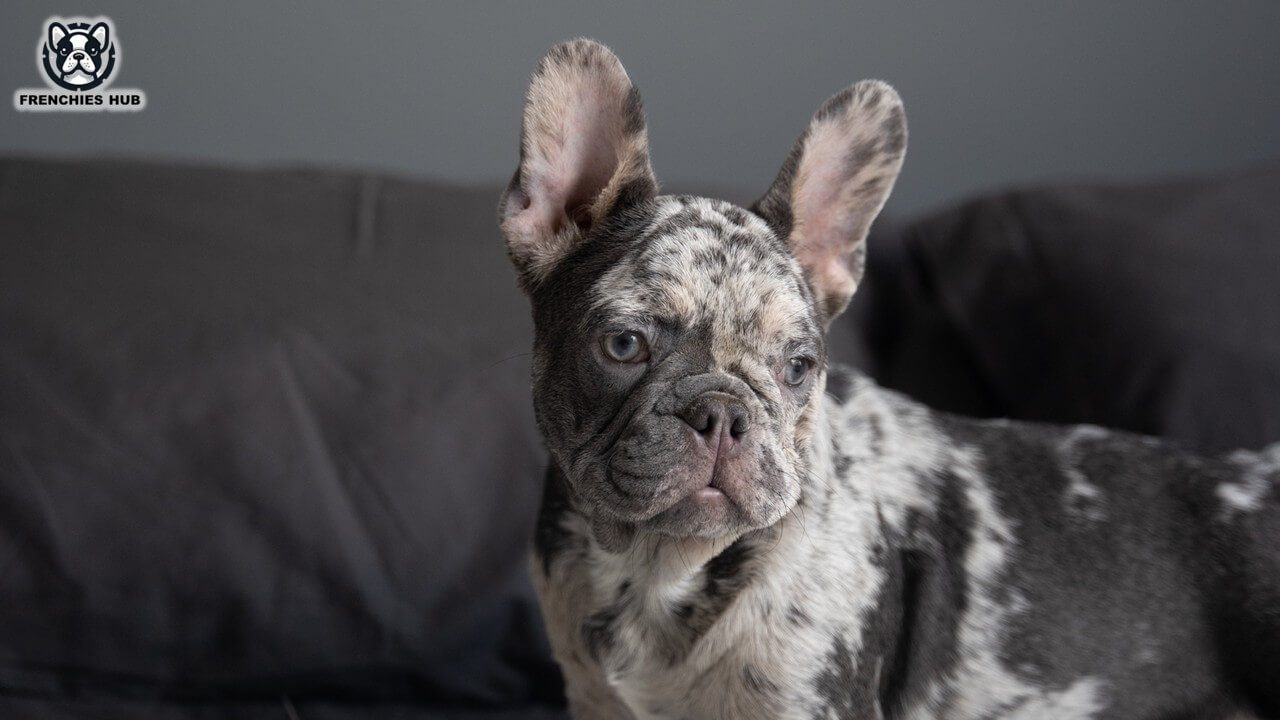 How Much Does a French Bulldog Cost? Unveiling the Price Range