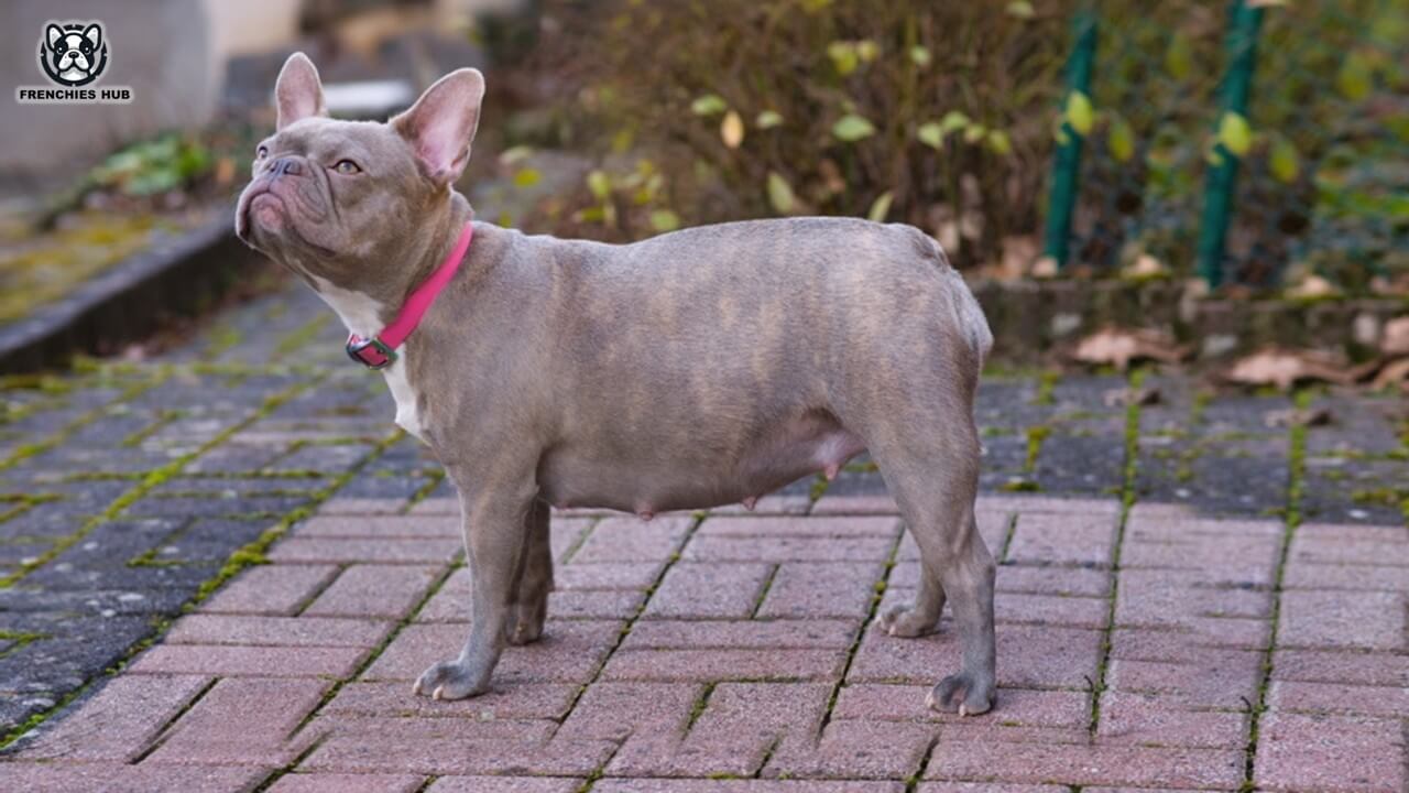 Optimal Pregnancy Care for French Bulldogs