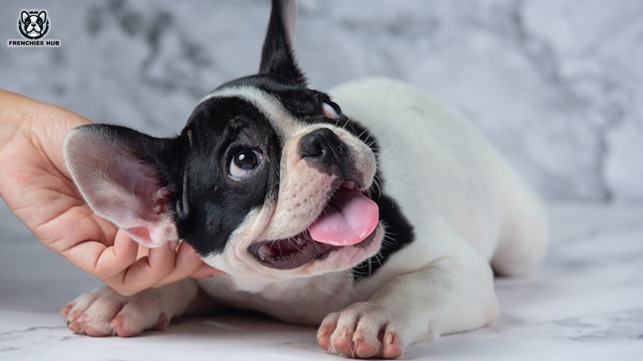 The Dynamic Personality and Temperament of French Bulldogs