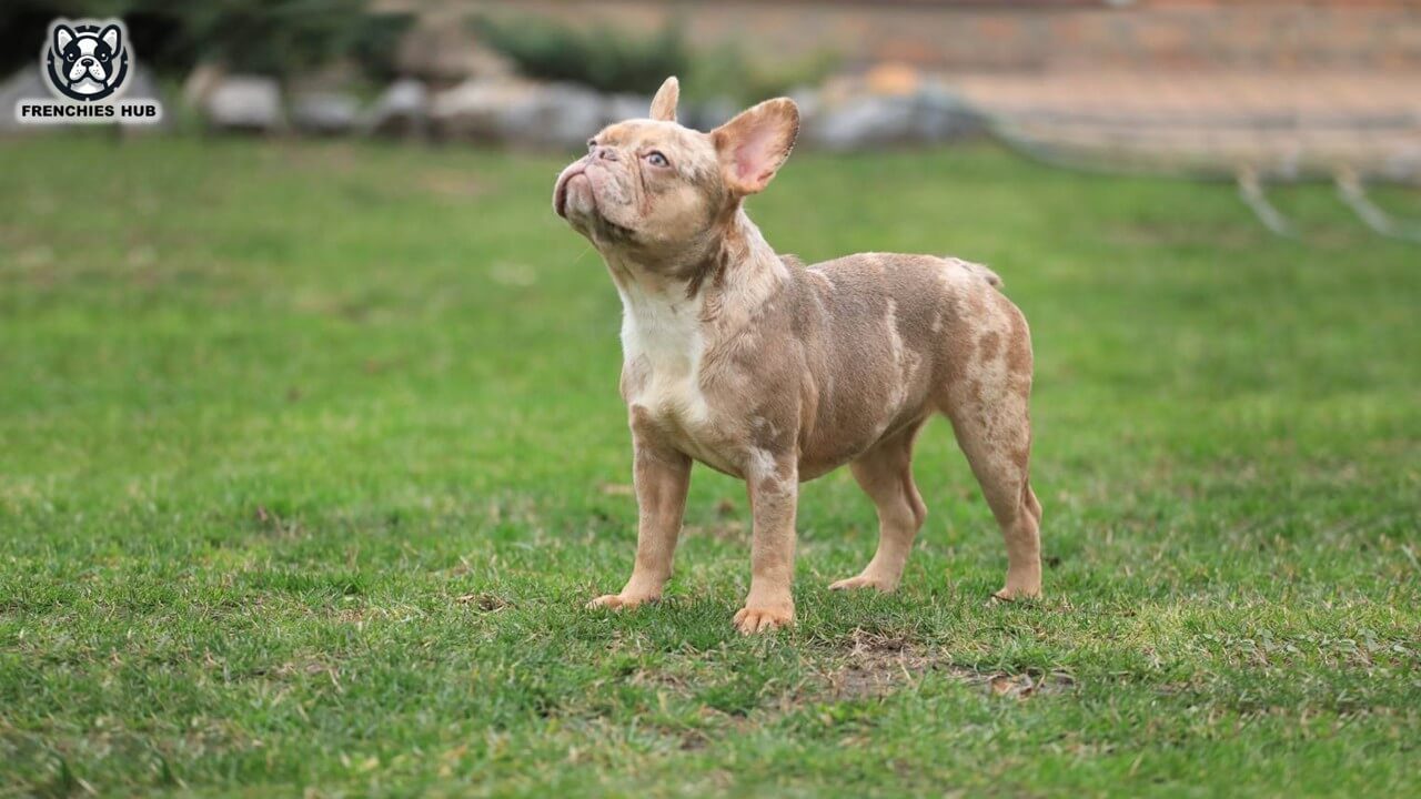 The Unique Elegance of Isabella Merle French Bulldogs