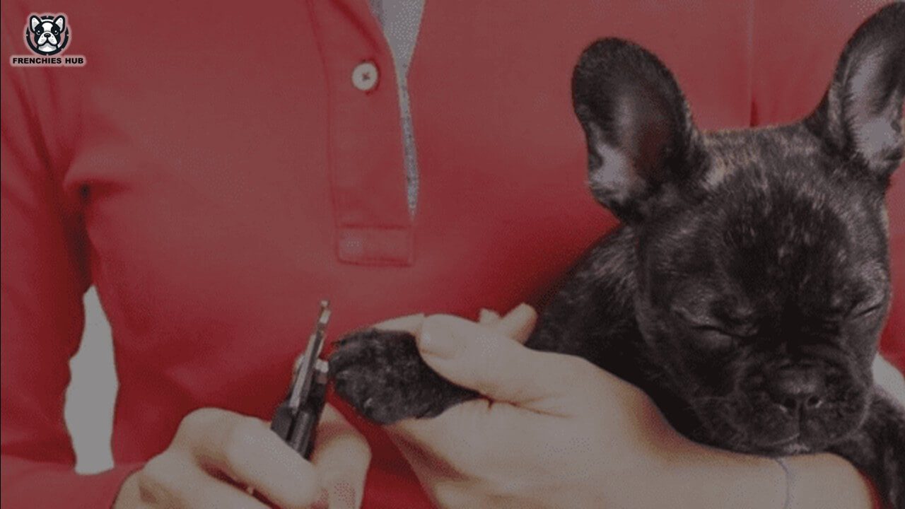 Trim Your French Bulldog’s Nails