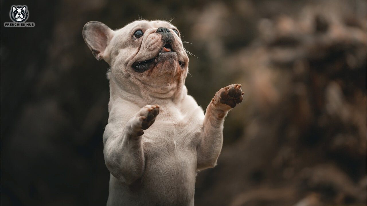 Effective Care Tips for Your French Bulldog's Paws