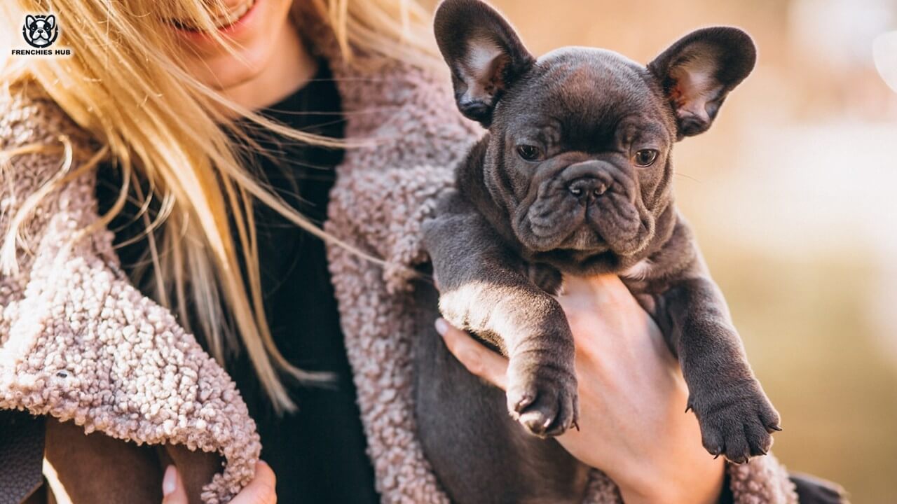 French Bulldog Adoption: Navigating the Process, Costs, and Finding the Perfect Match