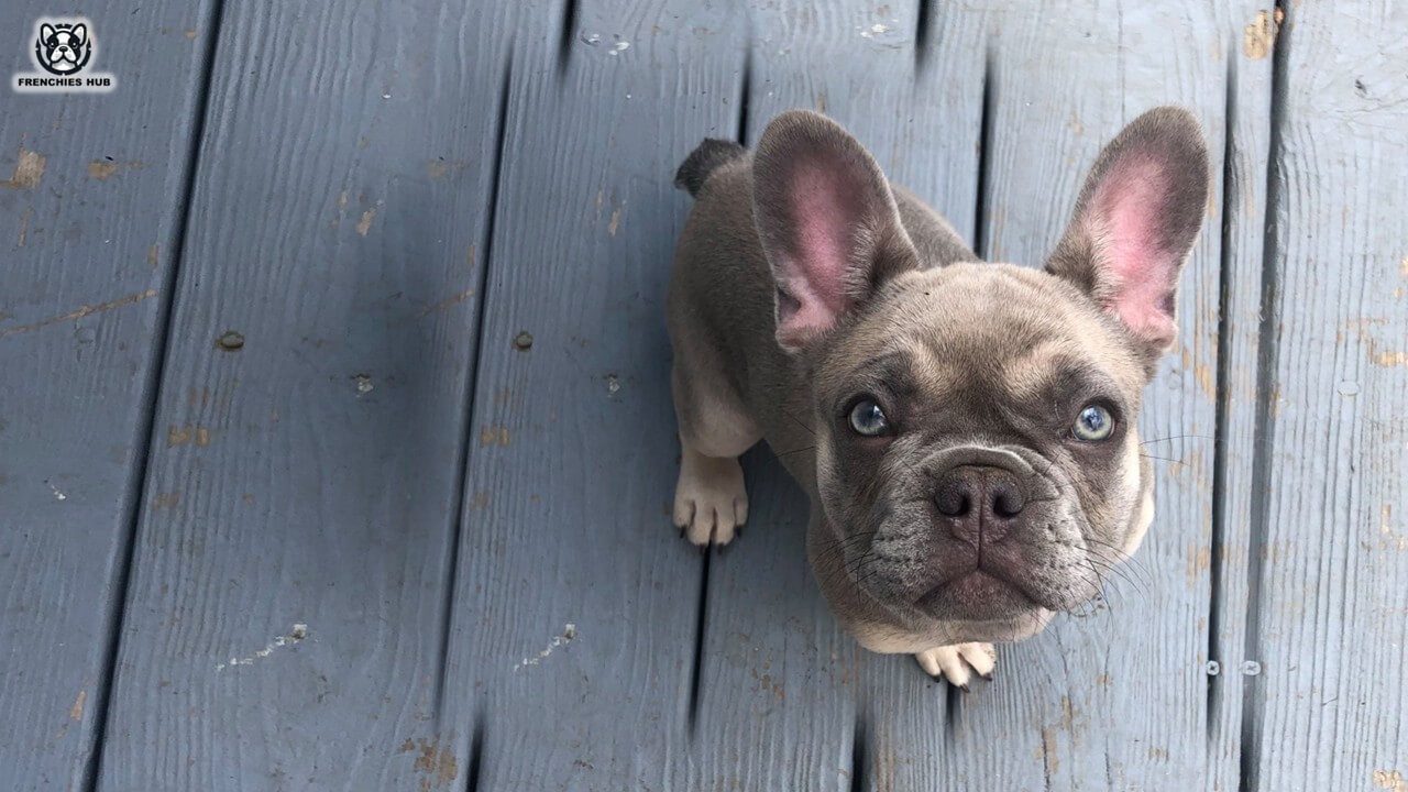 French Bulldog Barking Behavior