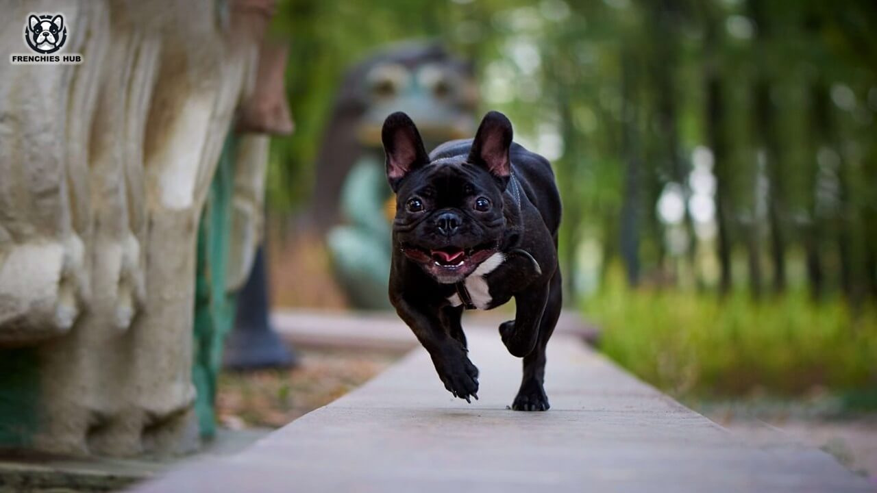 French Bulldog Biting: Key Reasons and Effective Solutions