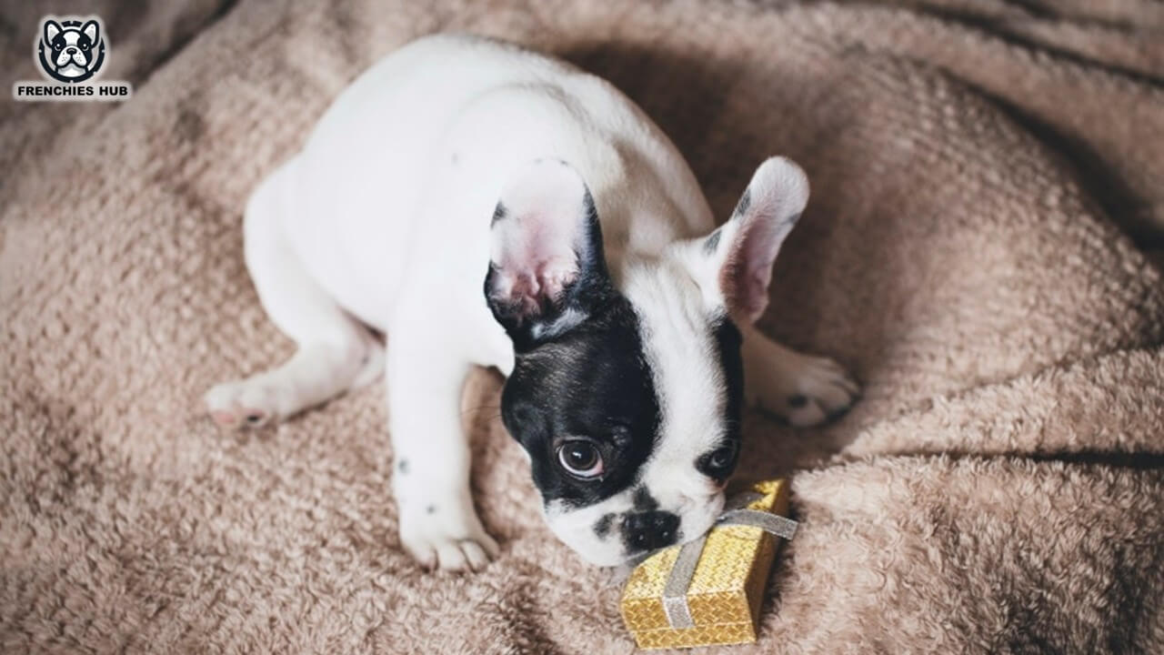 French Bulldogs' Most Hated Smells: Keep These Odors Away!