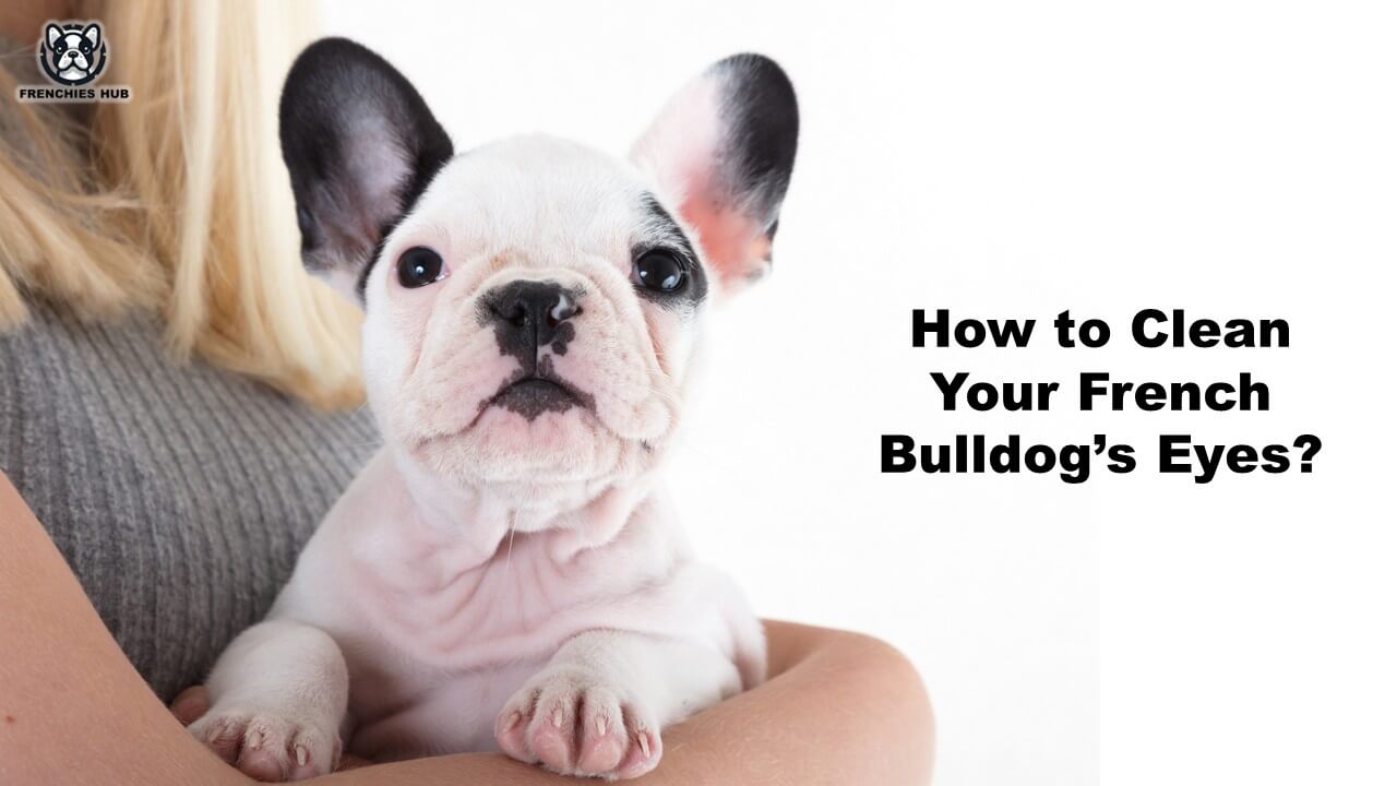 How to Clean Your French Bulldog’s Eyes?