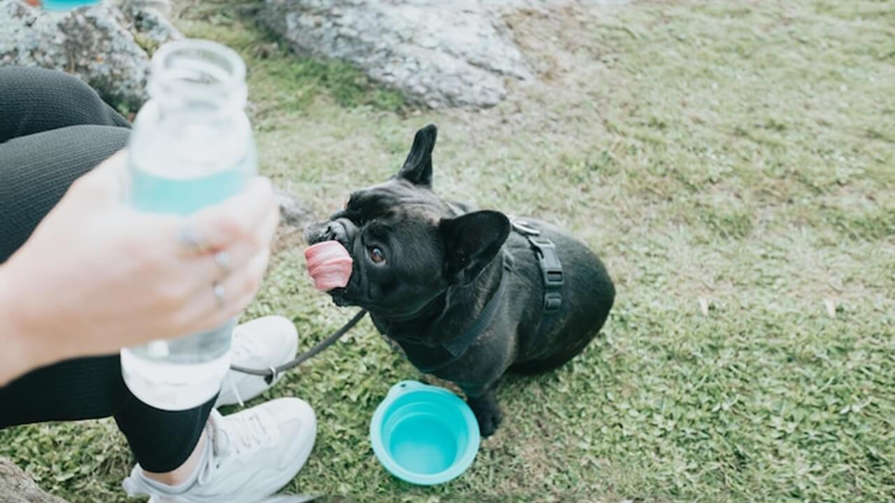 How to Keep Your French Bulldog Hydrated: Expert Tips & Strategies