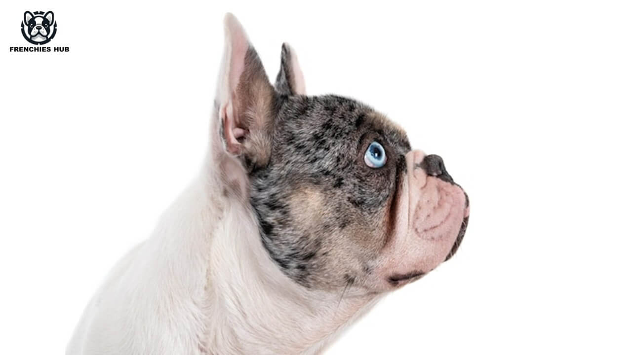 Inside the Rare World of Blue-Eyed French Bulldogs