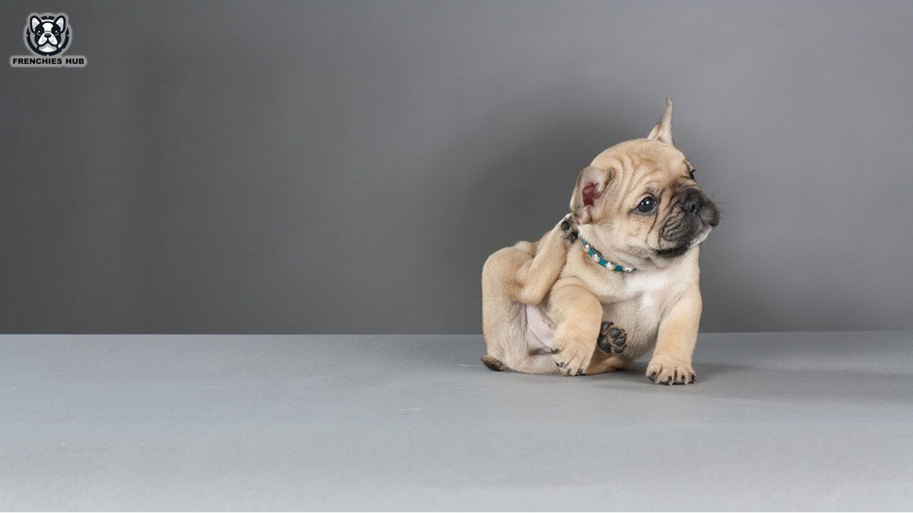 Reasons Behind French Bulldogs Rubbing Themselves