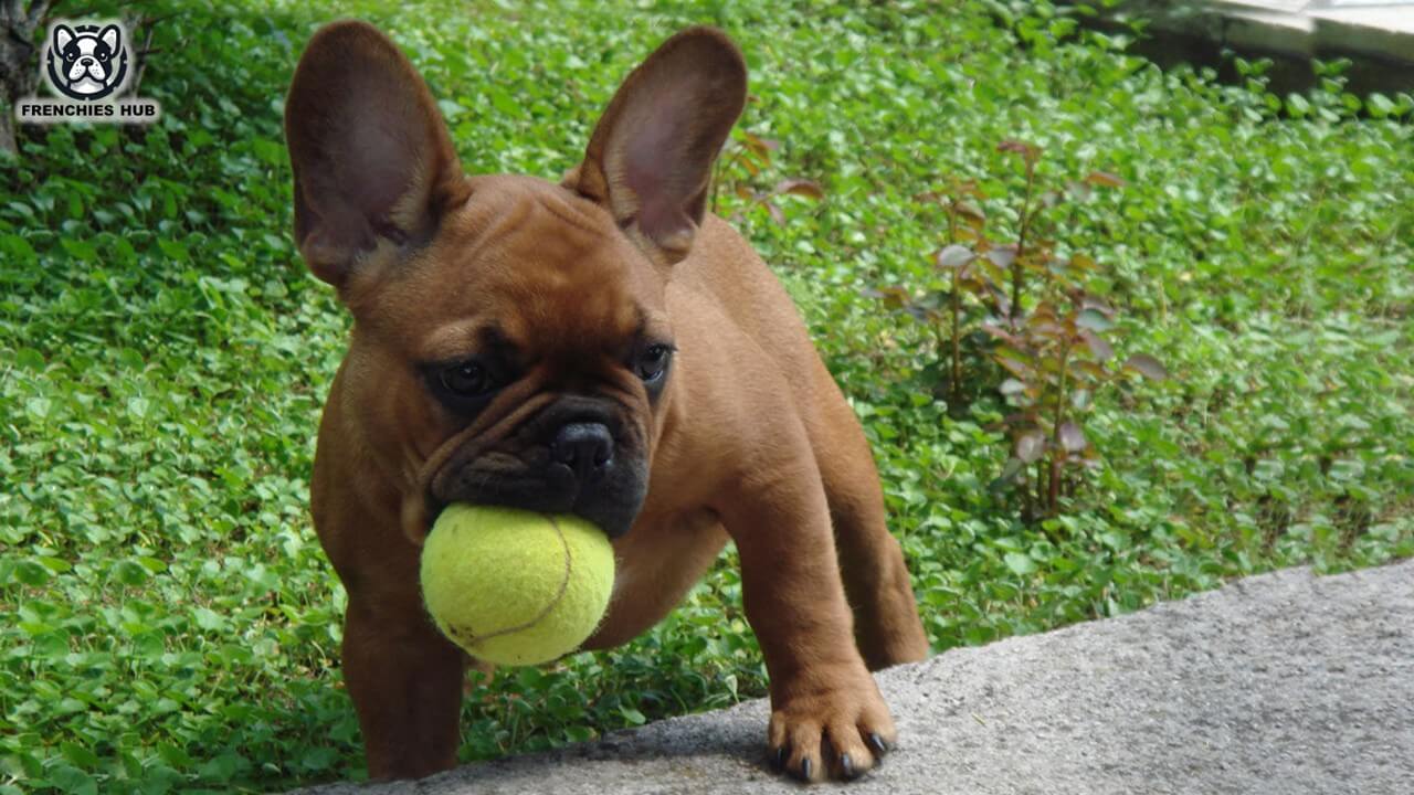 Solve Your French Bulldog's Hiccups: Fast & Easy Tips