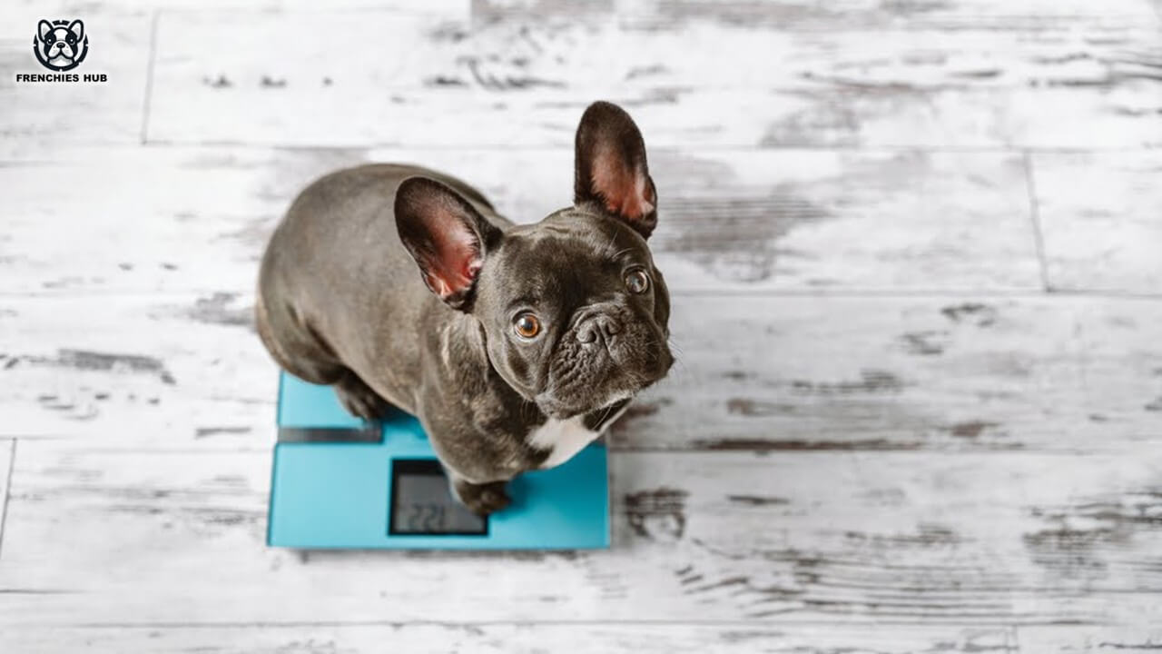 Understanding the Standard Weight for French Bulldogs