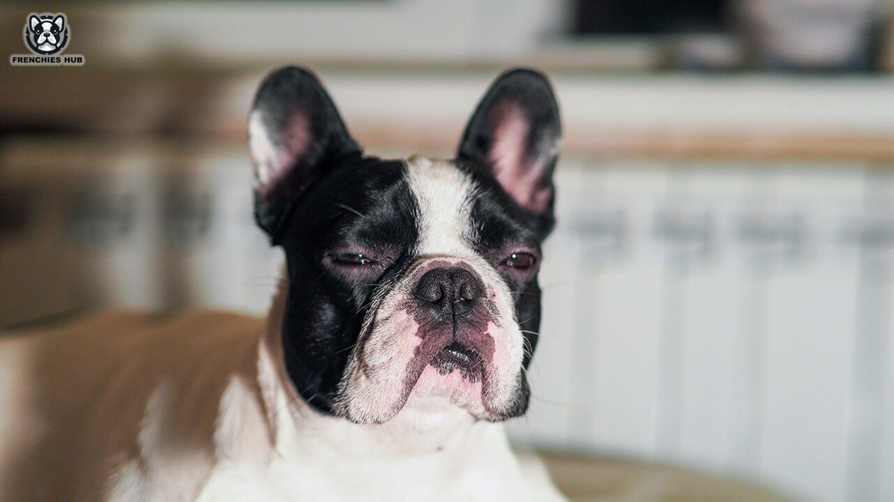 Symptoms of Coughing and Gagging in French Bulldogs: Causes and Treatments