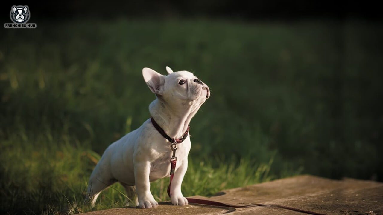 The Talking Abilities of French Bulldogs