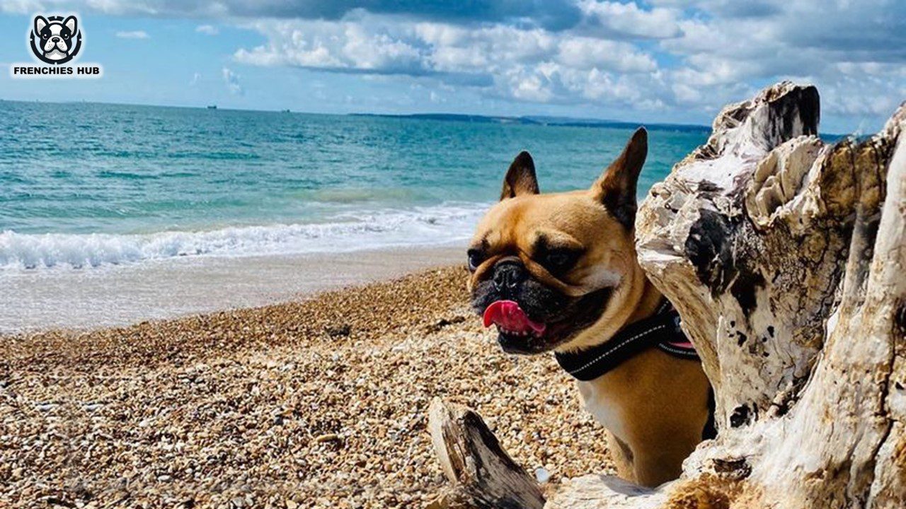 Beach Guide for French Bulldogs: Safety Tips for Fun in the Sun