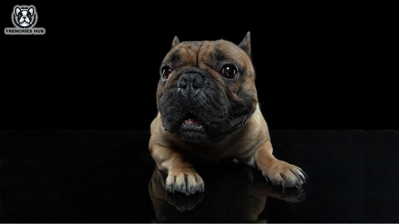 Breaking Down the Biggest Fears of French Bulldogs