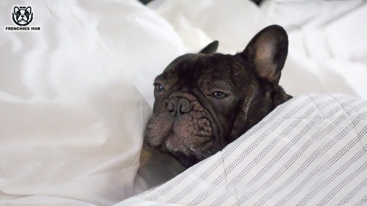 Comforting for Your French Bulldog After Vomiting: Essential Tips