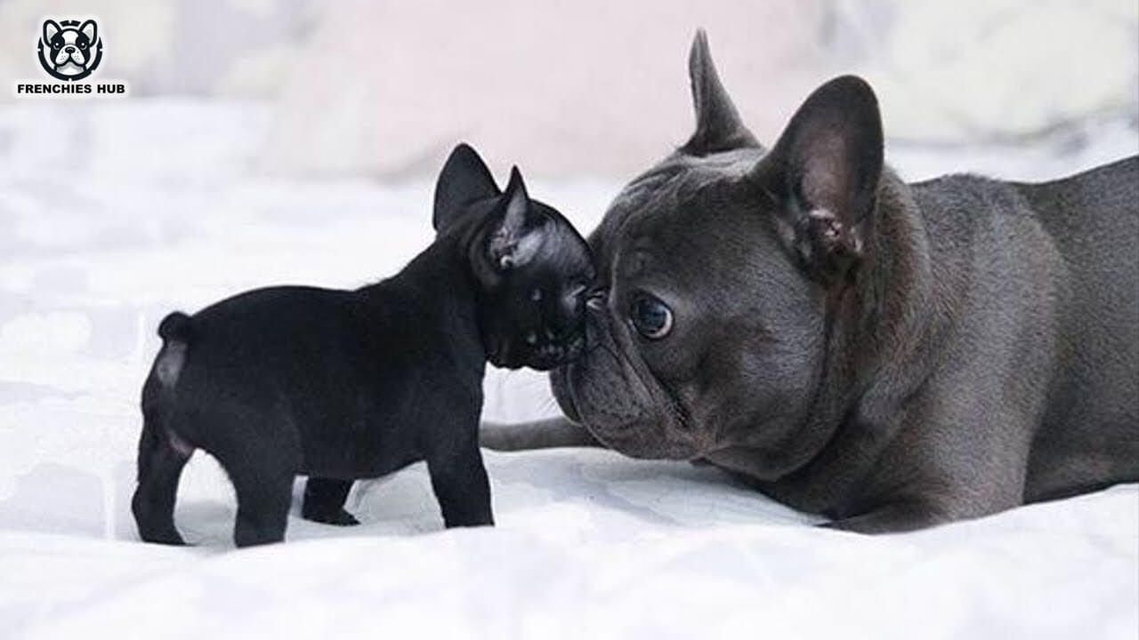 Discover Why Colostrum is Crucial for Your Newborn Frenchie Puppies' Health