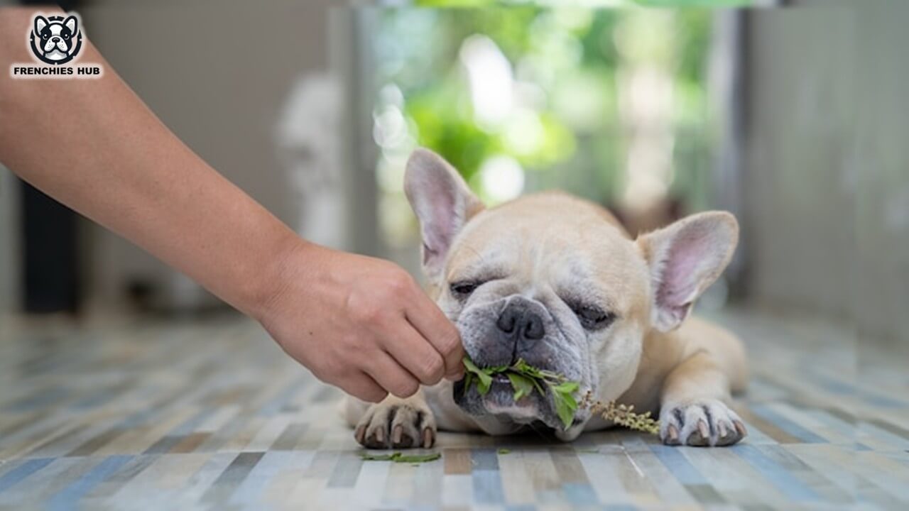 Eating Issues in French Bulldogs: Expert Advice to Overcome Your Frenchie's Food Refusal