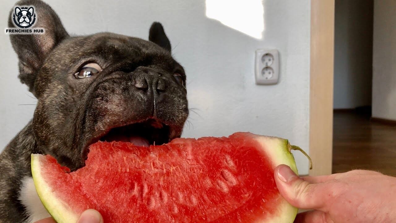 Can French Bulldogs Eat Watermelon? Discover Nutritional Benefits and Risks