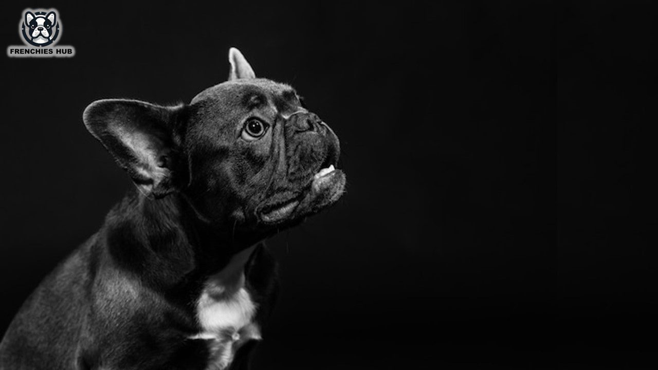 French Bulldogs in the Dark – Can They See?